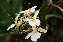 Hedychium flavescens